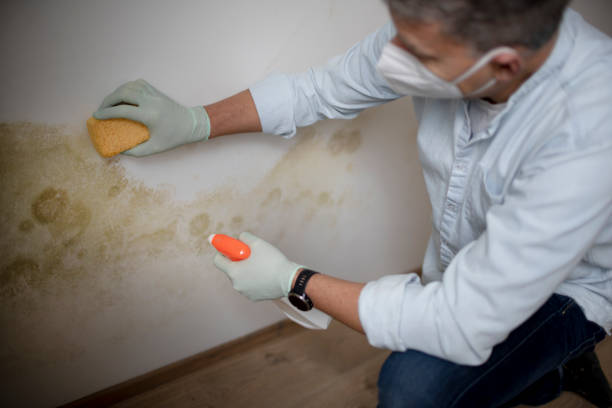 Best Toxic Mold Removal  in Mint Hill, NC