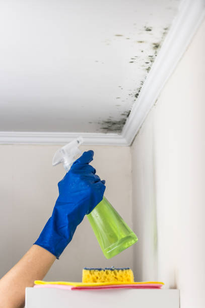 Best Certified Mold Removal  in Mint Hill, NC